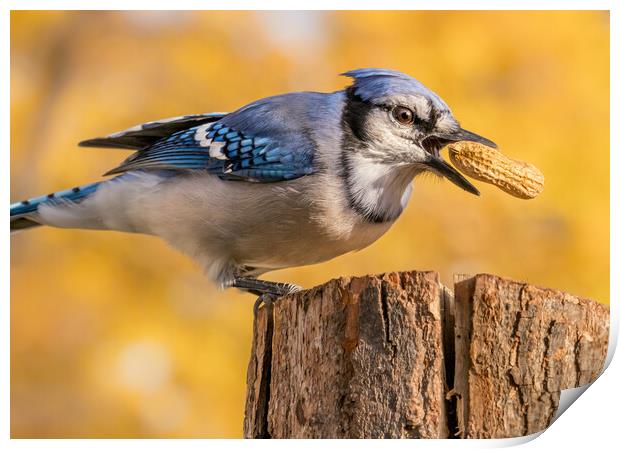 Blue Jay grabbing a peanut Print by Jim Hughes