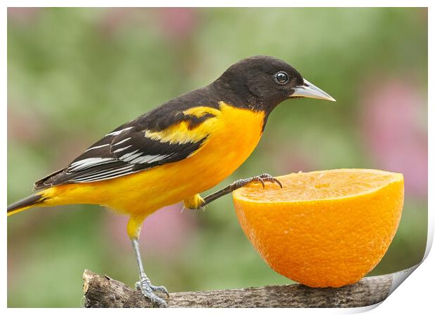 Male Baltimore Oriole investigating an orange Print by Jim Hughes