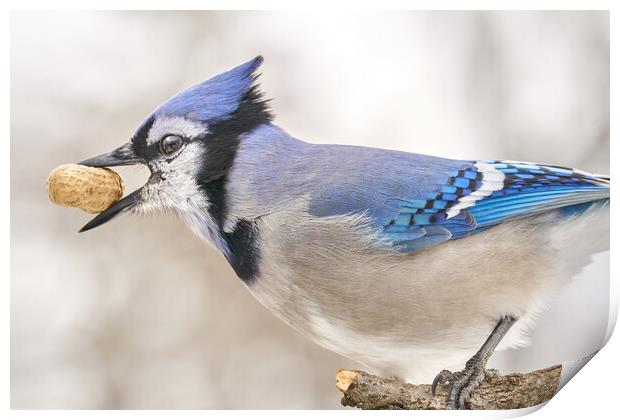 Blue Jay with peanut, in January Print by Jim Hughes