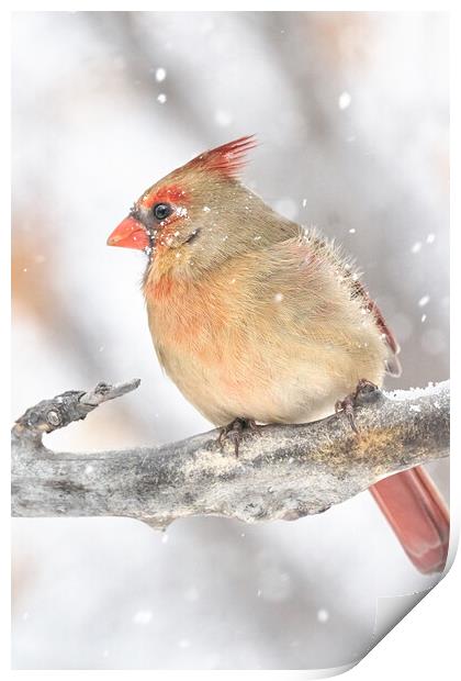 Female Cardinal in a snow storm Print by Jim Hughes