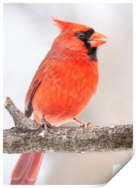 Male Cardinal in winter Print by Jim Hughes
