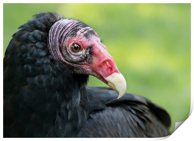 Turkey Vulture Print by Jim Hughes