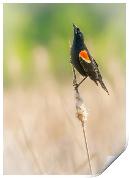 Male Red-winged Blackbird in a Minnesota wetland Print by Jim Hughes