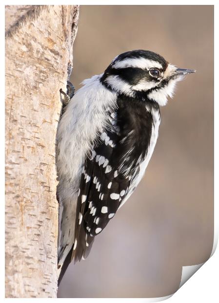 Downy Woodpecker Print by Jim Hughes