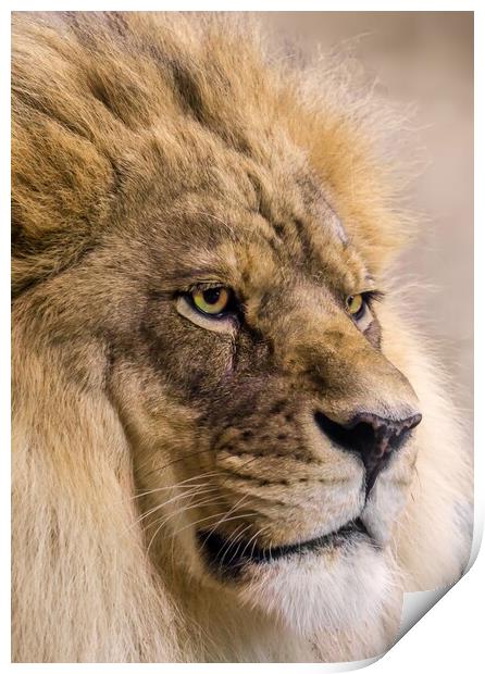 Male African Lion Print by Jim Hughes