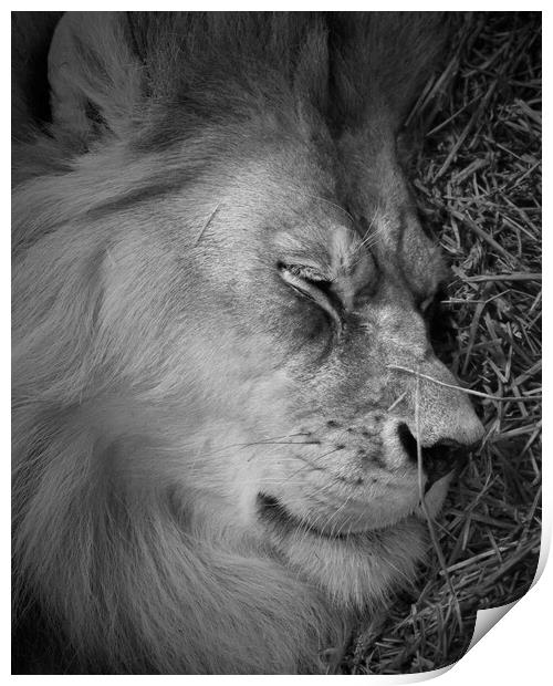 Sleeping Lion Print by Jim Hughes