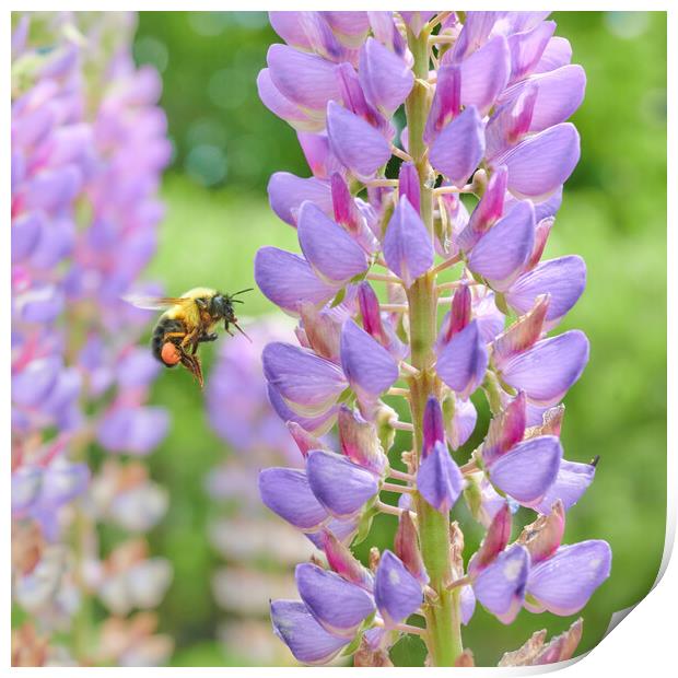 Bumblebee and Lupine Print by Jim Hughes