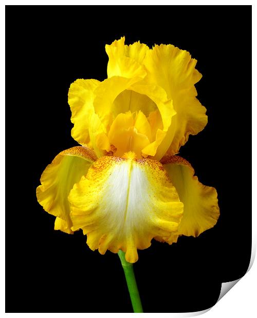 Yellow Iris Print by Jim Hughes