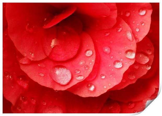 Raindrops on red begonia Print by Jim Hughes