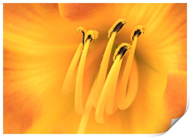 Center of a Daylily Print by Jim Hughes