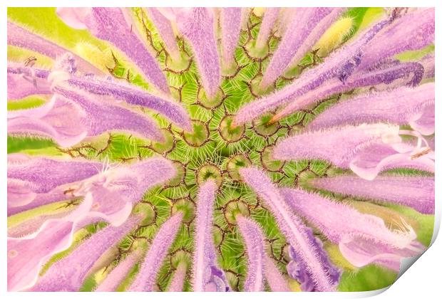 Flower interior, Wild Bergamot or  Bee Balm Print by Jim Hughes