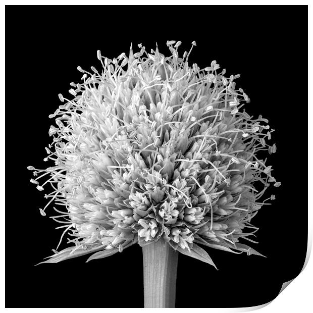 Flower of Rattlesnake Master Print by Jim Hughes