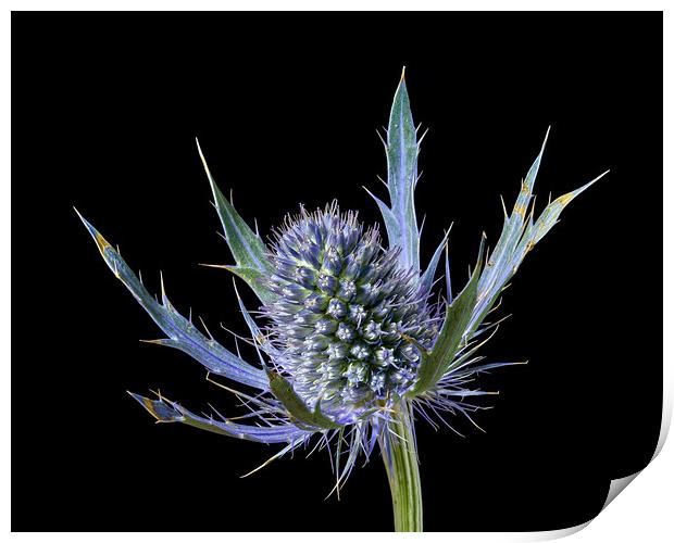 Sea Holly Eryngium Print by Jim Hughes