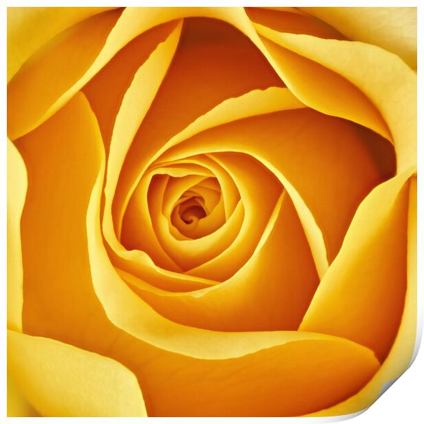 Center of a yellow rose Print by Jim Hughes