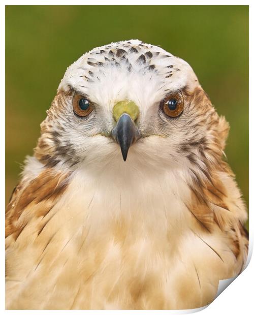 Hawk eyes Print by Jim Hughes