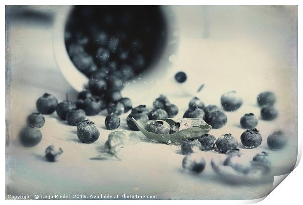 Blueberries in Design Print by Tanja Riedel