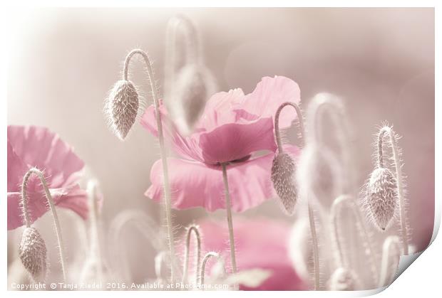 Pink Poppy Time  Print by Tanja Riedel