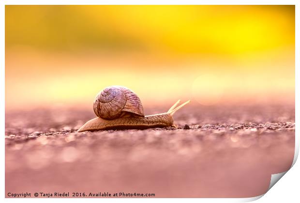 Snail's pace on the road  Print by Tanja Riedel