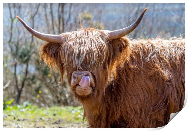 Highland Cow Print by Tony Bishop