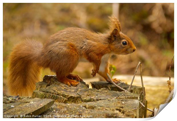 Red Squirrel Print by Robin Purser