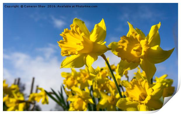 Daffodils in Spring Print by Cameron Shaw