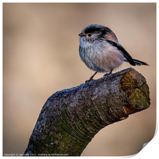 Long Tailed Tit Print by Joe Dailly
