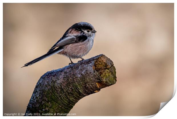 Long tailed Tit Print by Joe Dailly