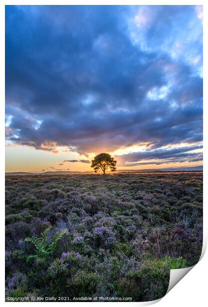 A lone tree on a hillside at Sunset Print by Joe Dailly