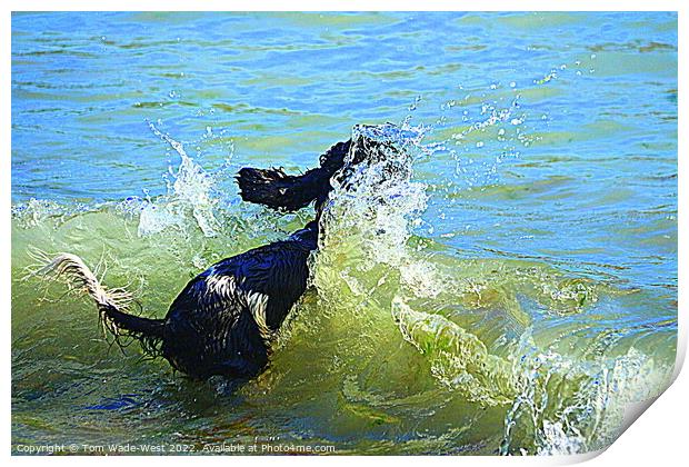Cocker Spaniel jumping into the sea Print by Tom Wade-West