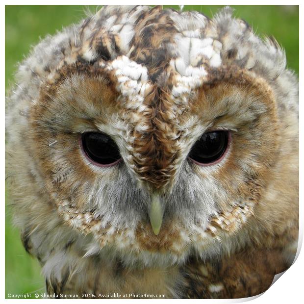 Sharing a moment with a Barn Owl Print by Rhonda Surman