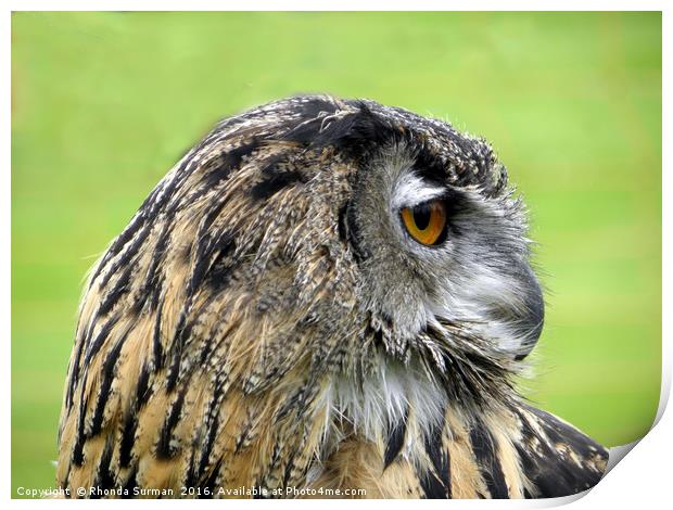 Eurasian Eagle Owl Print by Rhonda Surman
