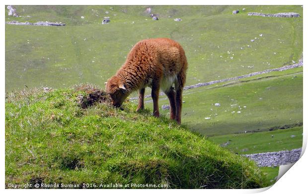 Soay lamb on Cleit Print by Rhonda Surman