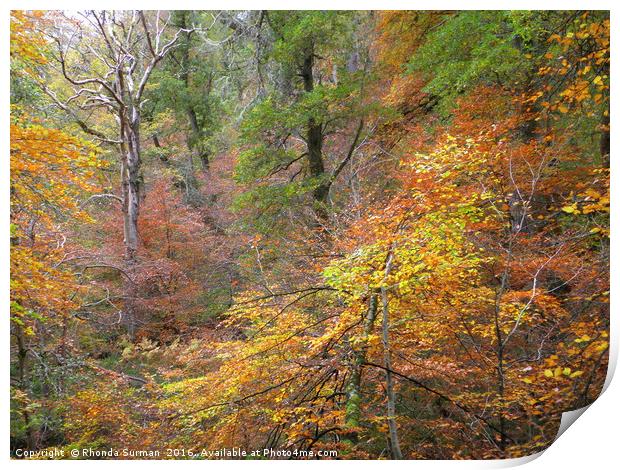 Cawdor Woods in Autumn Wood Print by Rhonda Surman