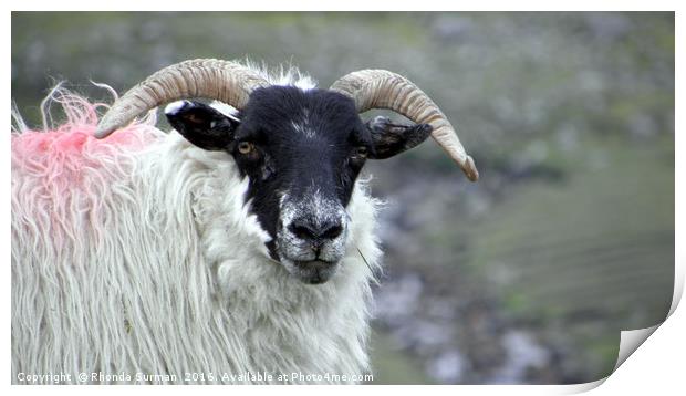 Hebridean Black Face Sheep Print by Rhonda Surman