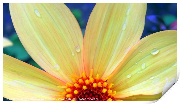 Yellow dahlia Print by Rhonda Surman