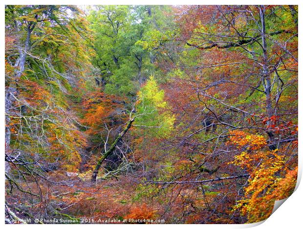 Cawdor Woods in Autumn Print by Rhonda Surman