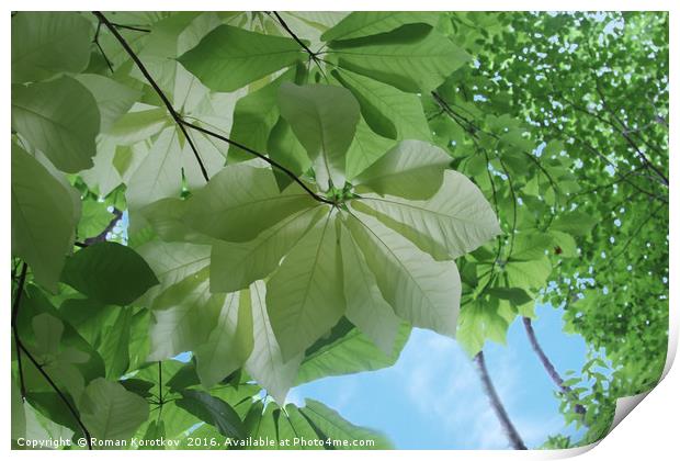 Green leaves Print by Roman Korotkov