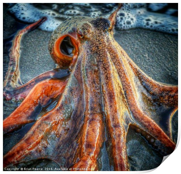 Octopus Print by Brian Pearce