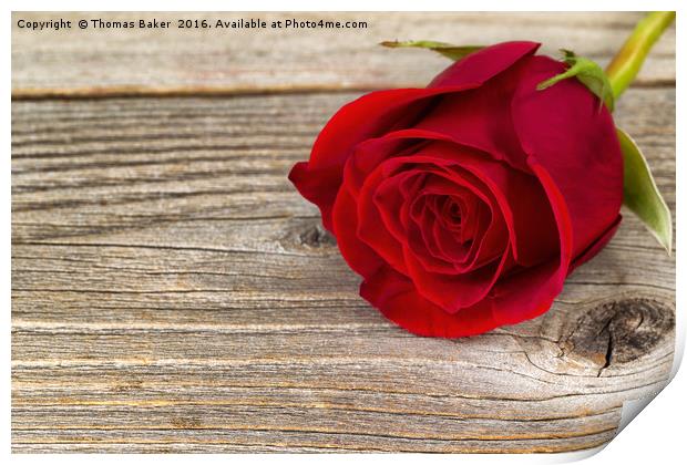 Single freshly cut red rose on rustic wood  Print by Thomas Baker