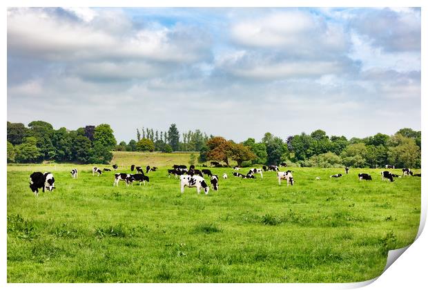 Dairy cows grazing in open grass field of farm  Print by Thomas Baker