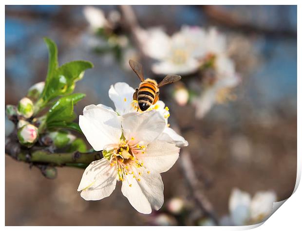 bee hover onto a flower Print by sharon hitman