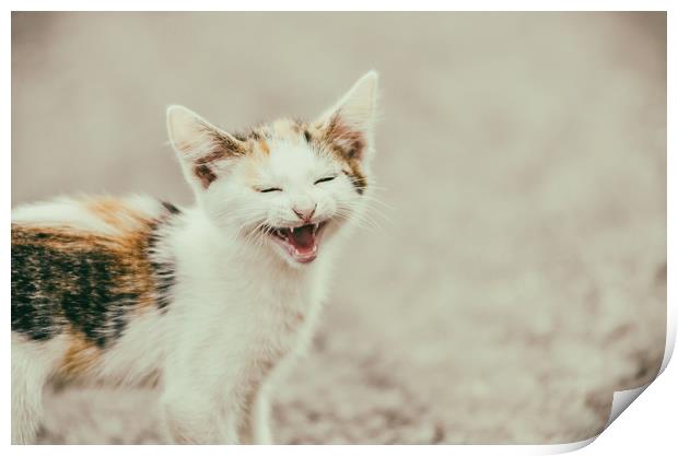 Cute Cat Meowing With A Funny Laughing Face Print by Radu Bercan