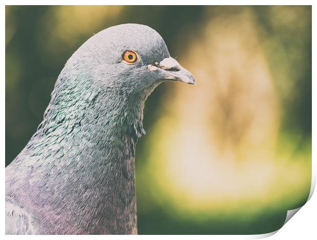 Pigeon Portrait Print by Radu Bercan