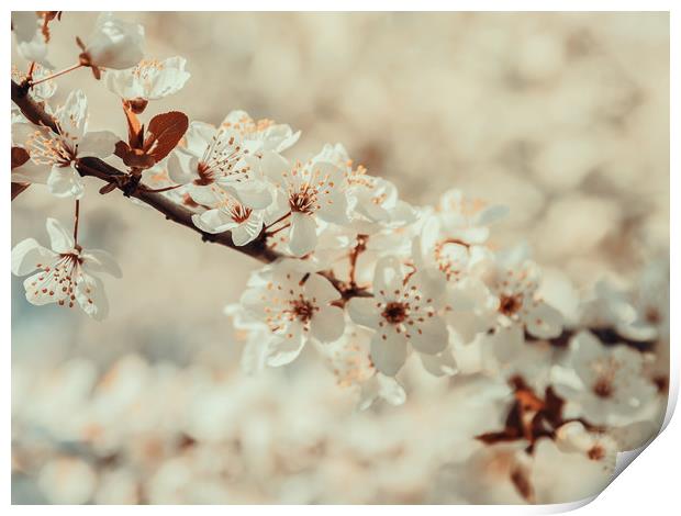 White Apple Tree Flowers Spring Blossom Print by Radu Bercan