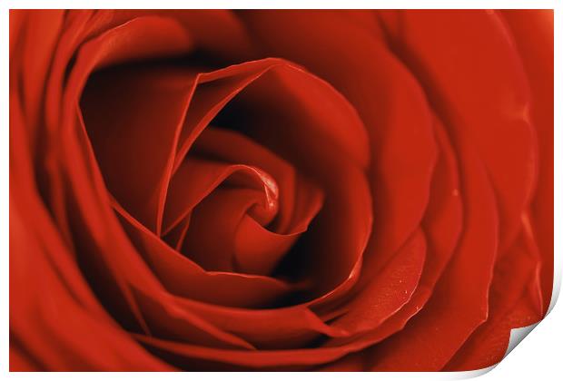 Romantic Red Rose Inside Abstract Print by Radu Bercan