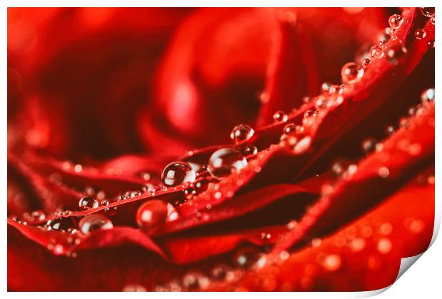 Red Rose Abstract With Water Drops Print by Radu Bercan