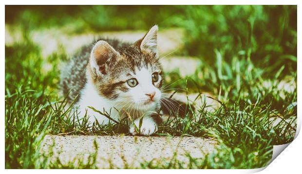 Baby Cat Playing In Grass Print by Radu Bercan