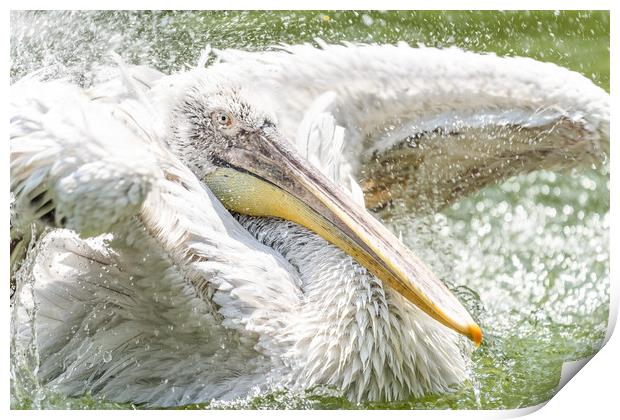 White Pelican Bird In Wilderness Delta Water Print by Radu Bercan