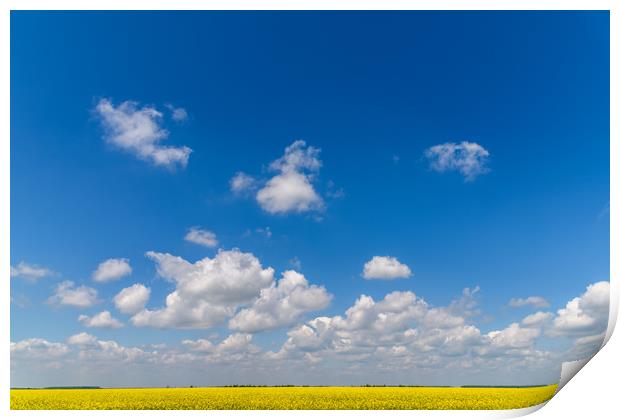 Yellow Rapeseed Flowers Field With Blue Sky Print by Radu Bercan