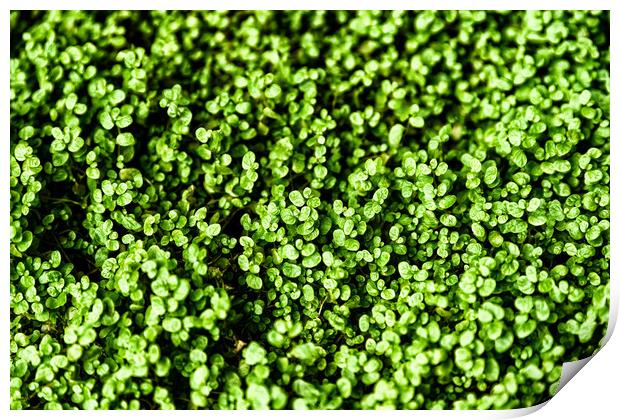 Green Angel Tear Plant Or Pollyanna Vine (Soleirol Print by Radu Bercan